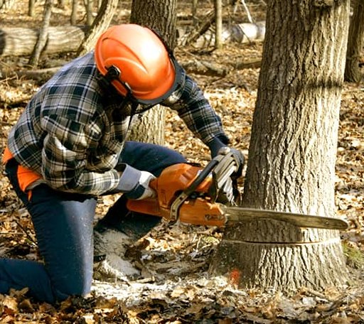 Tree Removal in Niotaze, KS